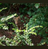 Rediscovered Red Wolf Genes May Help Conserve the Species
