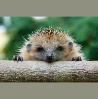 Hedgehogs Host the Evolution of Antibiotic Resistance