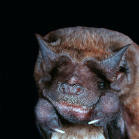 Bat Says Hi as It Hunts