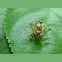 Cricket Avoids Being Bat Food by Doing Nothing
