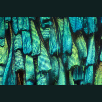 Moths Have an Acoustic Invisibility Cloak to Stay under Bats Radar