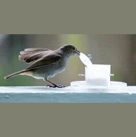 City Birds Outwit Country Counterparts