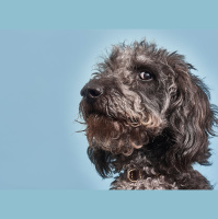 Why Your Dog Might Think Youre a Bonehead