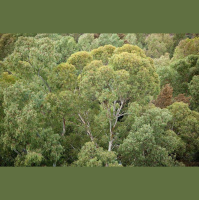Some Trees Beat Heat with Sweat