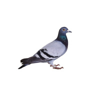 Stool-Pigeon Poop Reveals Bird-Racing Fouls