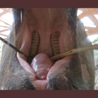 Elephant Weight Cycles with New Teeth