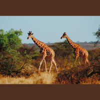 Lion Conservation Challenges Giraffe Protection