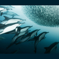 Ancient Marine Reptiles Had Familiar Gear