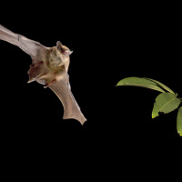 Bats on Helium Reveal an Innate Sense of the Speed of Sound