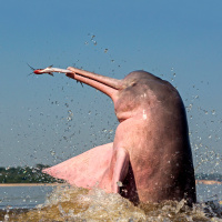 River Dolphins Have a Wide Vocal Repertoire