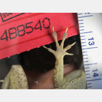 Hurricane Is a Natural Selection Experiment