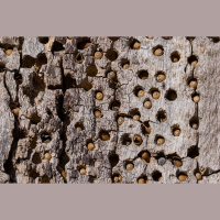 Acorn Woodpeckers Fight Long, Bloody Territorial Wars