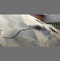 Prehistoric Marine Reptile Died after a Giant Meal