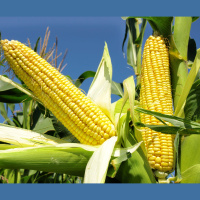 Rev Up Photosynthesis to Boost Crop Yields