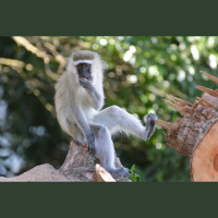 Monkey Cousins Use Similar Calls