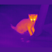 Eye Treatment Stretches Mouse Sight Beyond Visible Spectrum