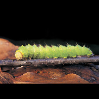Cannibalism Quells Contagion among Caterpillars