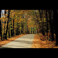 Road Noise Makes Birds Lives Tougher