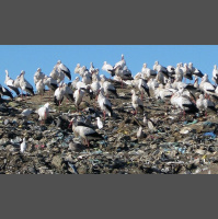 Garbage Pickings Get Storks to Stop Migrating