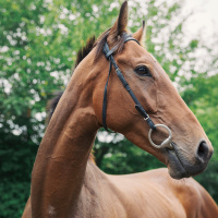 Thoroughbred Horses Are Increasingly Inbred