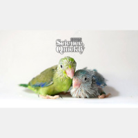 Parrot Babies Babble Just like Us