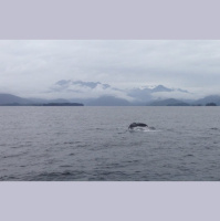 Join Blue Planet II Live-Tweet