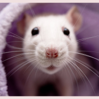 Software Sniffs Out Rat Squeaks