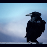 Ravens Crow with Individual Flair