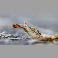 For Ants, the Skys the Compass