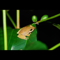 Invasive Frogs Dont Bug Hawaiian Birds