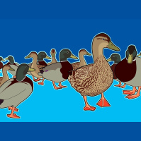 Small-Brained Birds More Likely to Get Shot