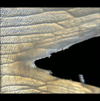 Piranha-Proof Fish Gives Inspiration for Body Armor