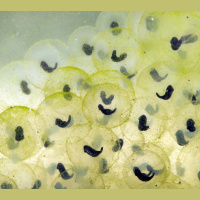 Animal Kids Listen to Their Parents Even before Birth