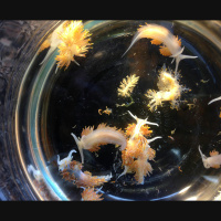 Tsunami Sent Species on a Transoceanic Trip