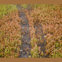 This Maine Farm Is Harvesting the Suns Power while it Picks the Blueberries