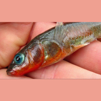 Small Fish Takes Fast-Evolution Track