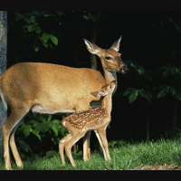 Grazing Deer Alter Forest Acoustics