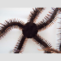 Brittle Stars Can See without Eyes