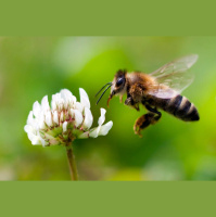 Solar Eclipse Was a Buzzkill for Bees