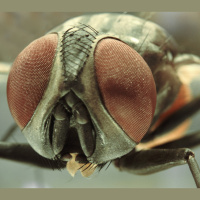 Insects Donate DNA to Unrelated Bugs