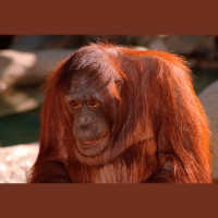 Orangutan Picks Cocktail by Seeing Ingredients