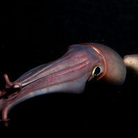 Squids Glowing Skin Patterns May Be Code