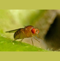 Gut Microbes Help Keep Starved Flies Fecund
