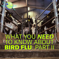  Bird Flu’s Jump to Cattle Took Dairy Farmers by Surprise (Part 2)