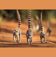 Lemur Flirting Uses Common Scents