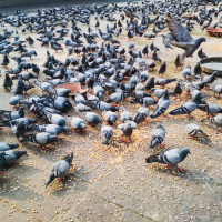 City Birds: Big-Brained with Few Offspring or Small-Brained with a Lot