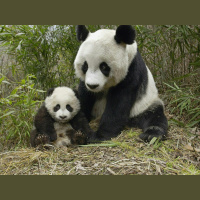 Pandas Swoon to Particular Croons