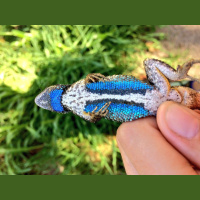 No Bull: Lizards Flee When They See Red