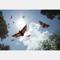 Eavesdrop on Echolocation to Count Bats