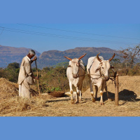 Ancient 1 Percenters Were Beast-Based